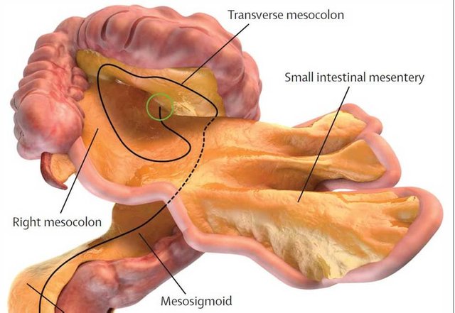 mesenterium-bild.jpg