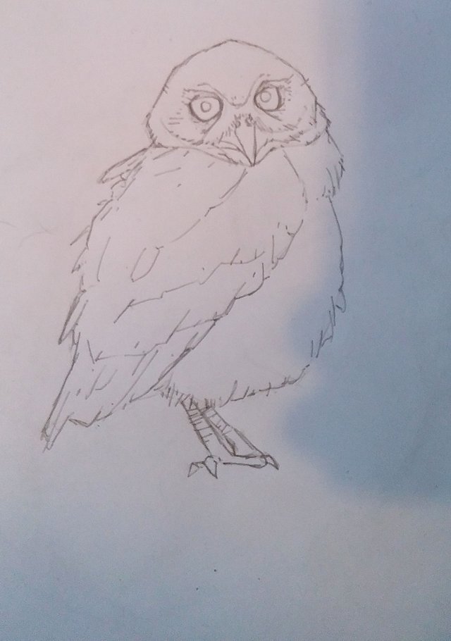 owl4.jpg