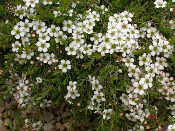 Leptospermum-White-Wave.jpg