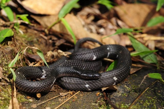 Sri-Lanka-Wolfsnatter.Ceylon Wolf Snake.Lycodon carinatus_thumb.jpg