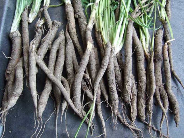 salsify-oyster-plant-root.jpg