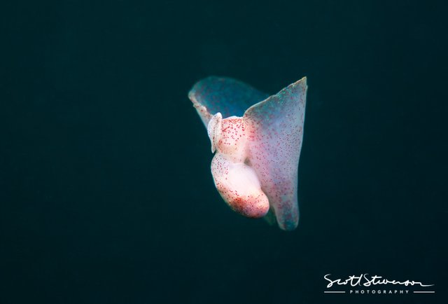 Winged Sea Slug-1.jpg