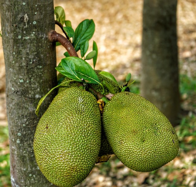 jackfruit-3258359_1280.jpg