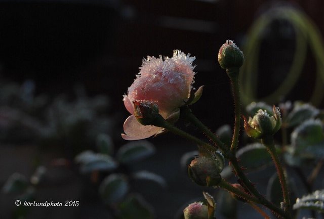 frozen rose.jpg