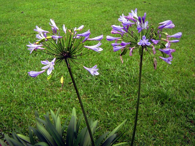 Purple flowers 003.JPG