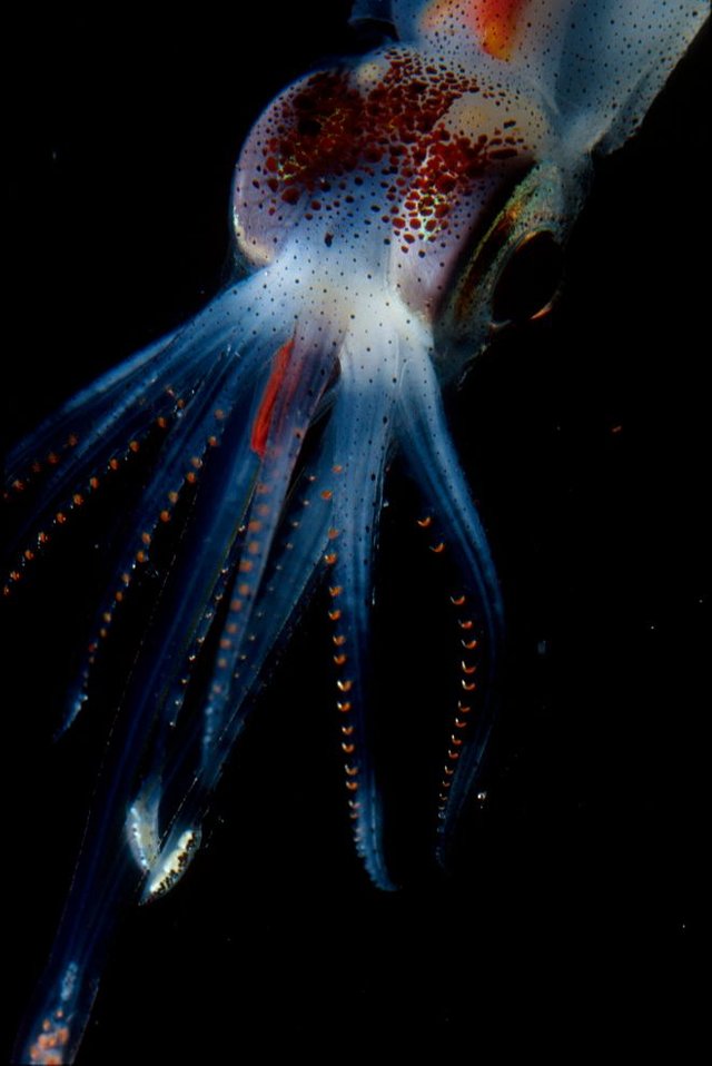 abraliopsis-squid.jpg