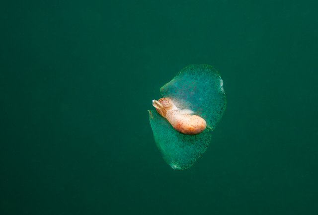 Winged Sea Slug-2.jpg