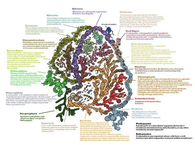 rootof tree annotated.jpg