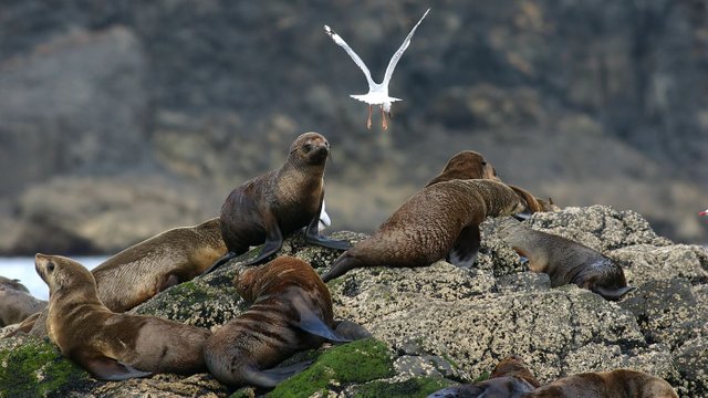 Australian Fur Seal Bull Rock Stanley Tas n3.jpg