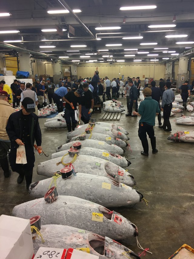 tsukiji-market-tuna-auction-sushi-foodbaby.JPG
