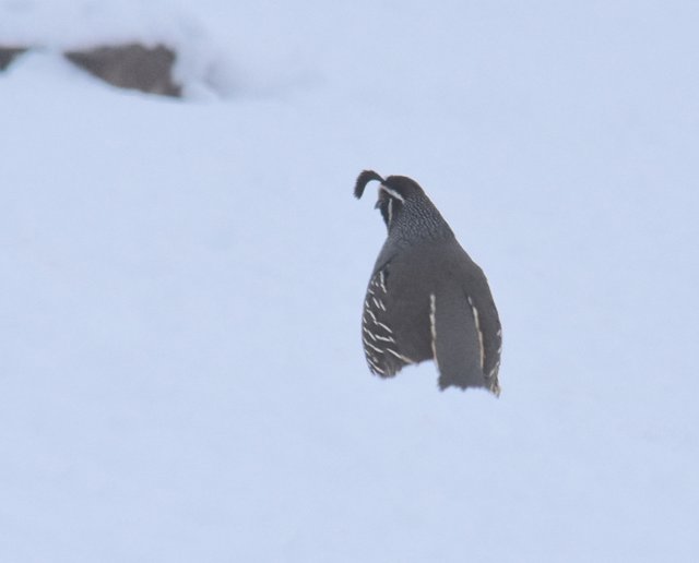 DSC_1179.jpg