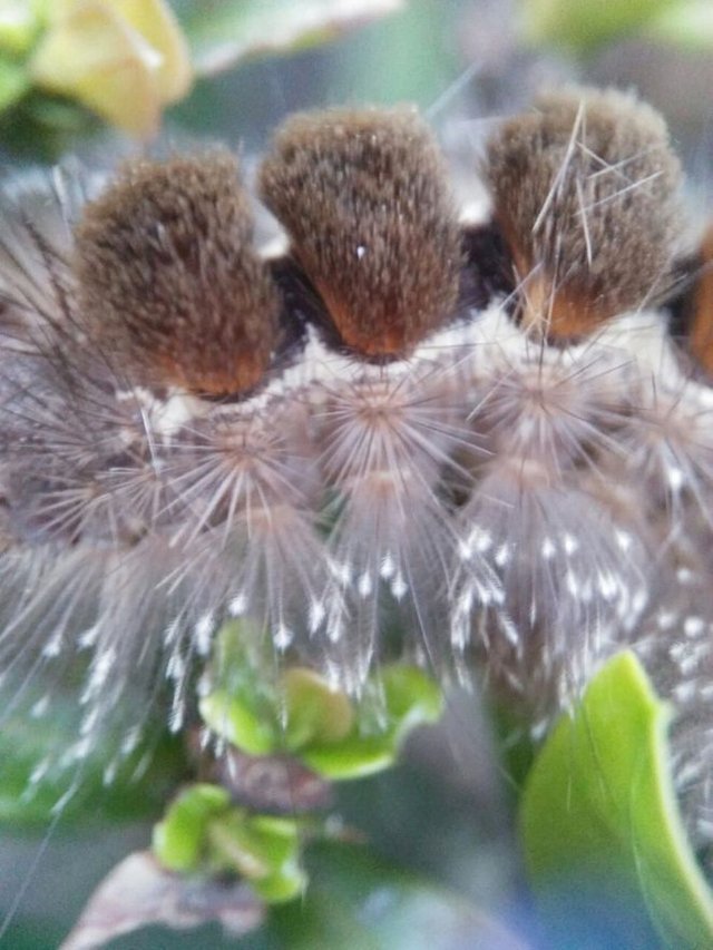 First Shoot  caterpillars.jpg