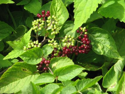 spikenard-400x300.jpg