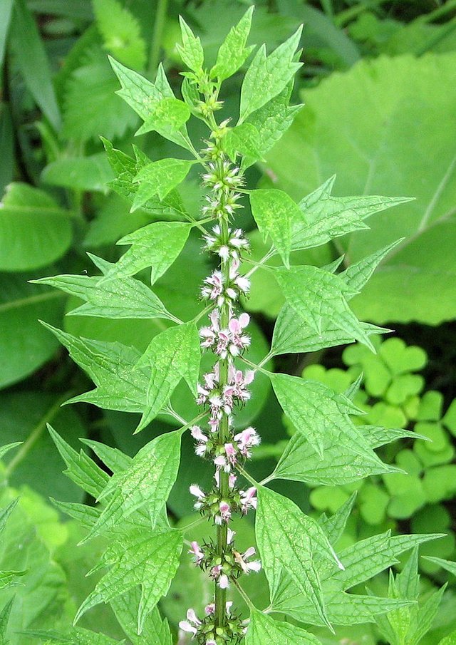 800px-Motherwort.jpg