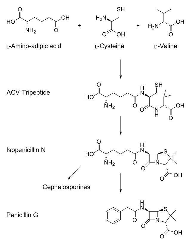 Penicillin-biosynthesis.png