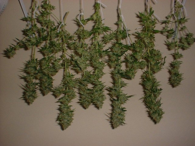 hang-drying-cannabis.jpg