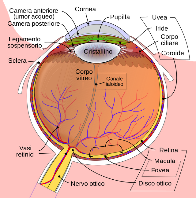 Schematic_diagram_of_the_human_eye_it.svg.png