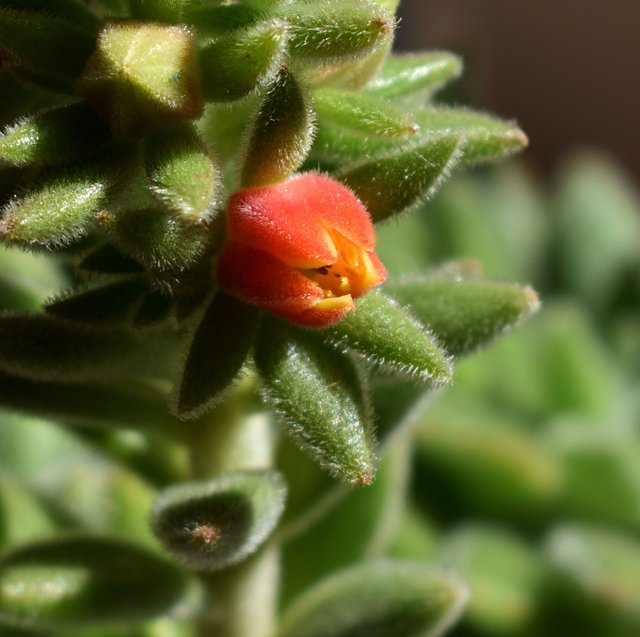 Echeveria pilosa flower 2.jpg