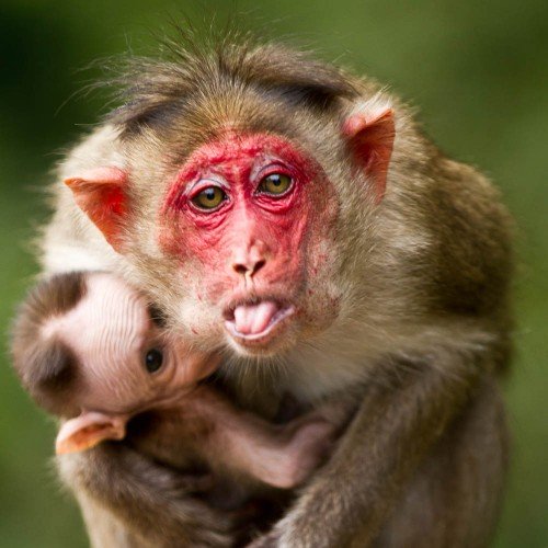 Bonnet_Macaque-05-500x500.jpg