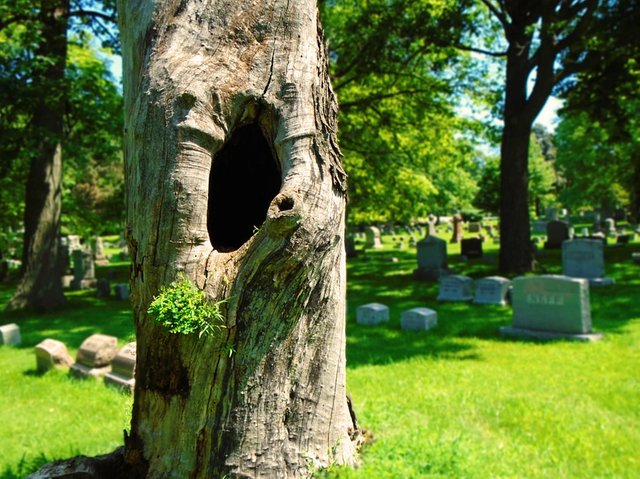 dead-tree-2475935_960_720.jpg