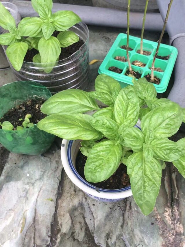 Growing Basil The perfect pizza herb Steemit