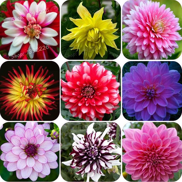 Real-Dahlia-bulbs-Dahlia-flowers-not-Dahlia-seeds-bonsai-flower-bulbs-symbol-of-courage-and-luck.jpg