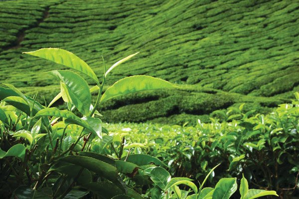 ceylon-tea-plantation-central-highlands.jpg