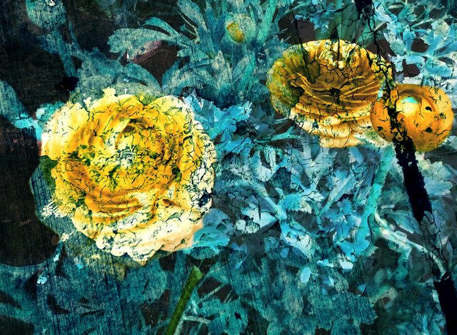 orange_blue_flowers.jpg