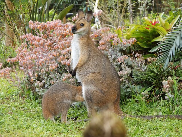 wallaby3.jpg