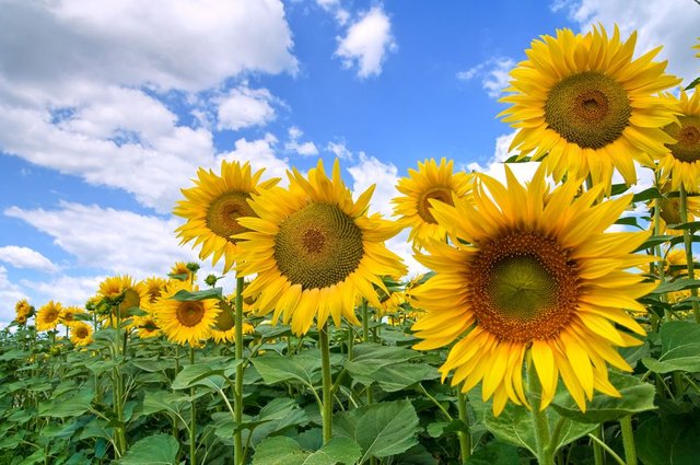 girasoli ferrara 8.jpg