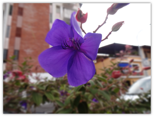 栄光の木は Tibouchina Steemit