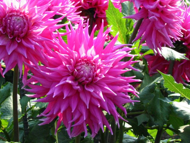 Dahlias.JPG