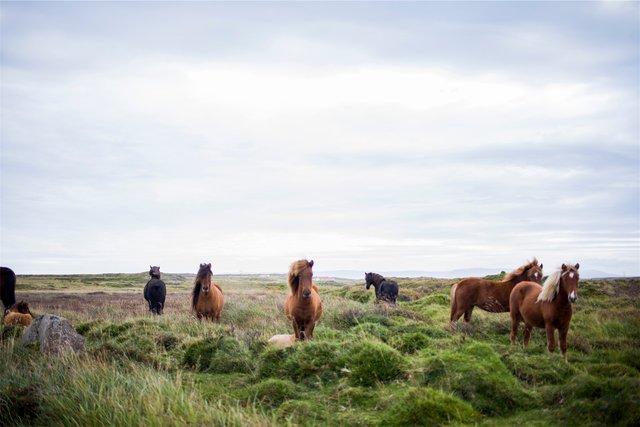 public-domain-images-free-stock-photos-animals-farm-horses.jpeg