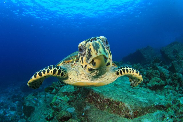 hawksbill-turtle.jpg