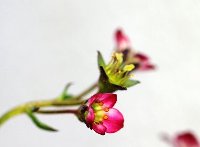 Saxifraga.jpg