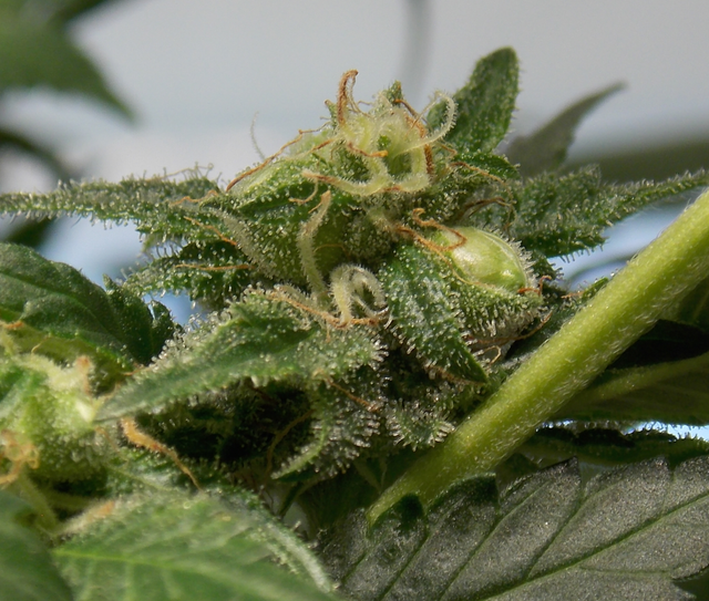 Canna-Tsu-X-Early-Dane-Feminized-3.png