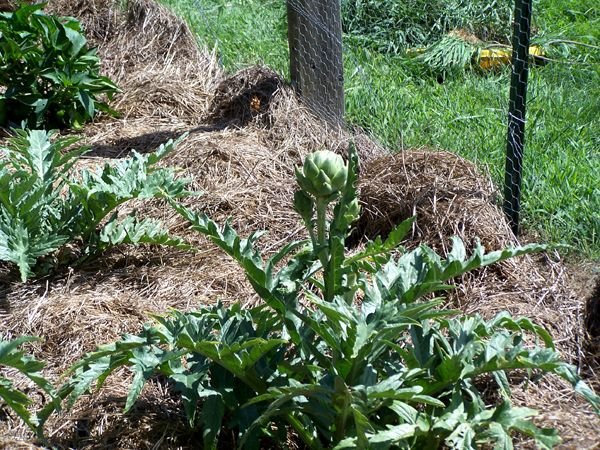 Big Garden - artichokes1 crop Aug. 2011.jpg