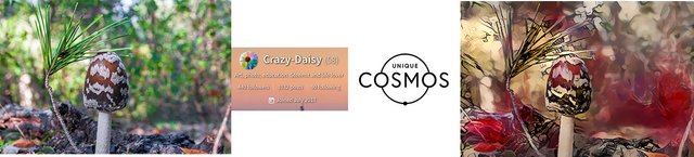 crazydaisy-before-after-UniqueCosmos.jpg