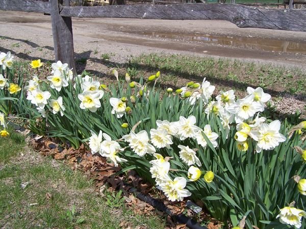 3rd Fence - Daffodils2 crop April 2018.jpg