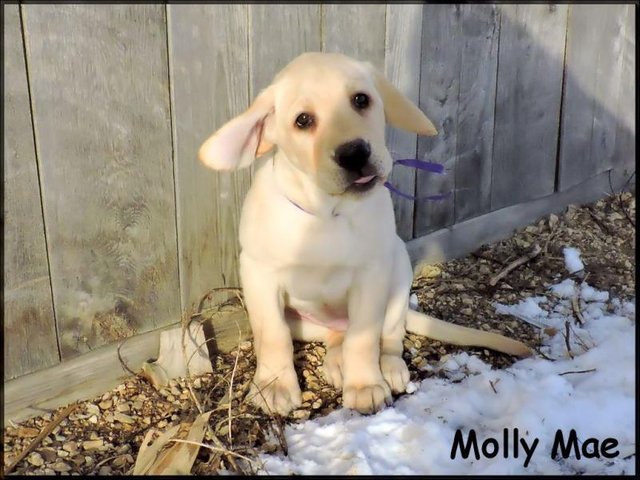 Molly 9 wks.jpg
