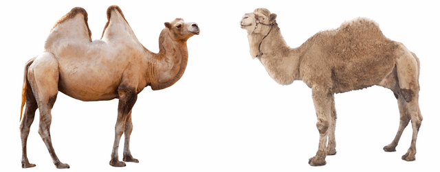 635781269098706509-1607642168_Camel - two and one hump.png