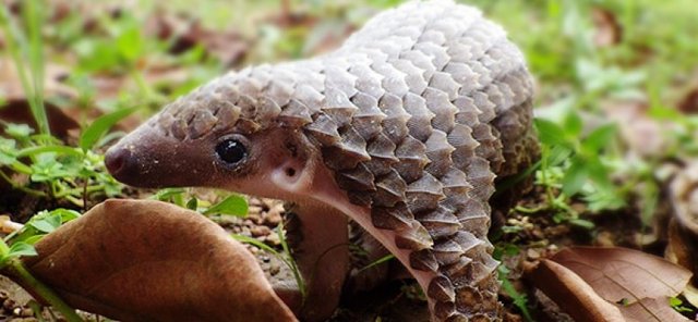 Endangered-Species-List-Pangolin-864x400_c.jpg