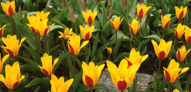 mainau_tulpen.jpg