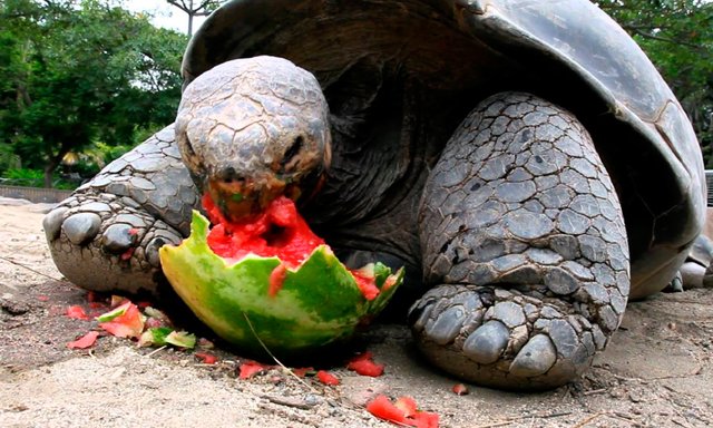 caracteristicas-de-las-tortugas-galapagos.jpg