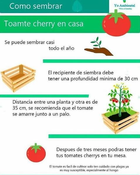 tomate cherry.JPG
