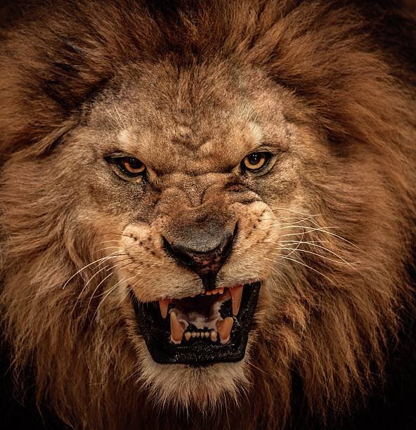 closeup-shot-of-roaring-lion-picture-id164660724.jpeg