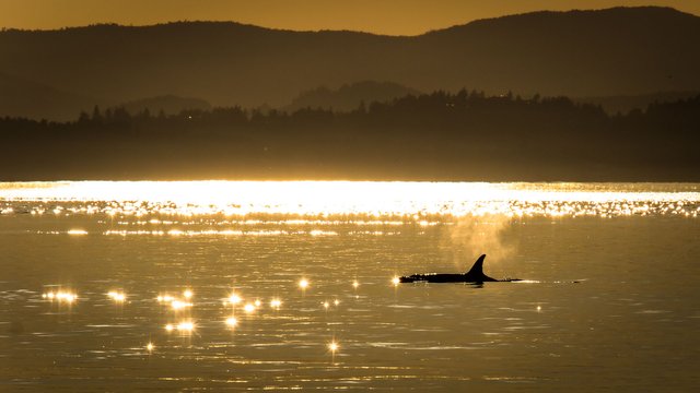 Sea Of Gold Orca.jpg