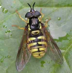 Hoverfly 1.jpg