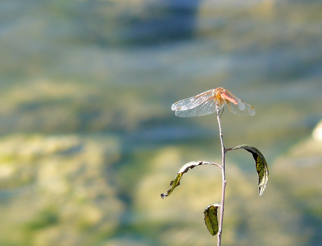 dragonfly.png