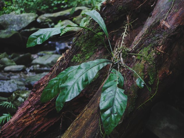 Plant.jpg